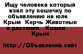 Ищу человека который взял эту кошечку по объявлению на юле - Крым, Керчь Животные и растения » Кошки   . Крым